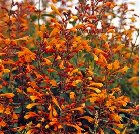 Apricot Sprite Agastache Agastache aurantiaca